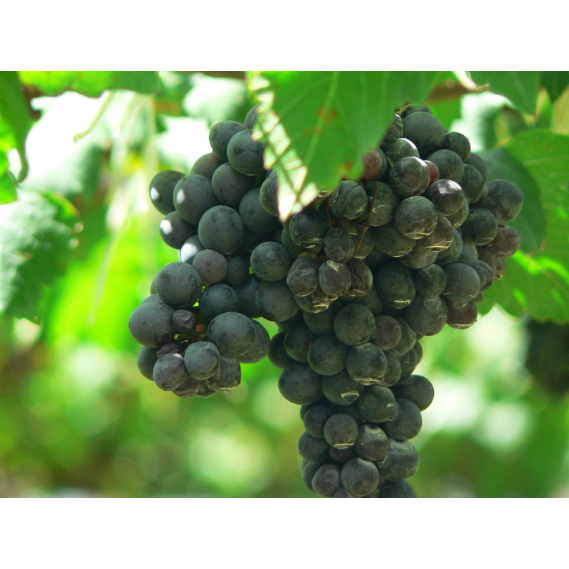 /images/2021/07/14/1280px-shiraz_grapes-stc.jpg:~image_container_id