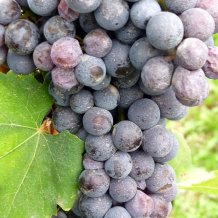 800px-Close_up_of_Nebbiolo_cluster_in_Italy.jpg