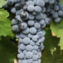 Red_Mountain_Cabernet_Sauvignon_grapes_from_Hedge_Vineyards.jpg
