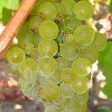 Sauvignon_blanc_grapes.jpg