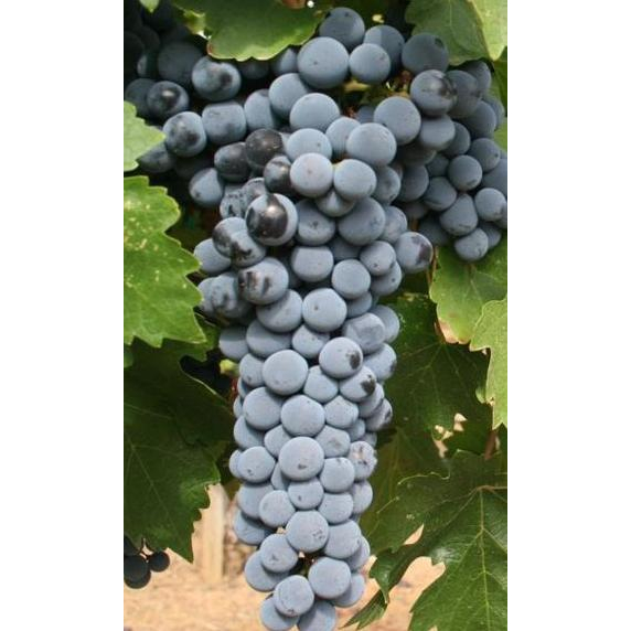 /images/2021/07/14/red_mountain_cabernet_sauvignon_grapes_from_hedge_vineyards-stc.jpg:~image_container_id