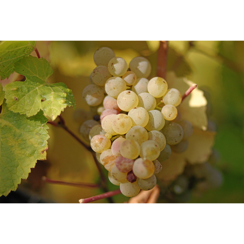 /images/2021/07/14/riesling_grapes_leaves-stc.jpg:~image_container_id