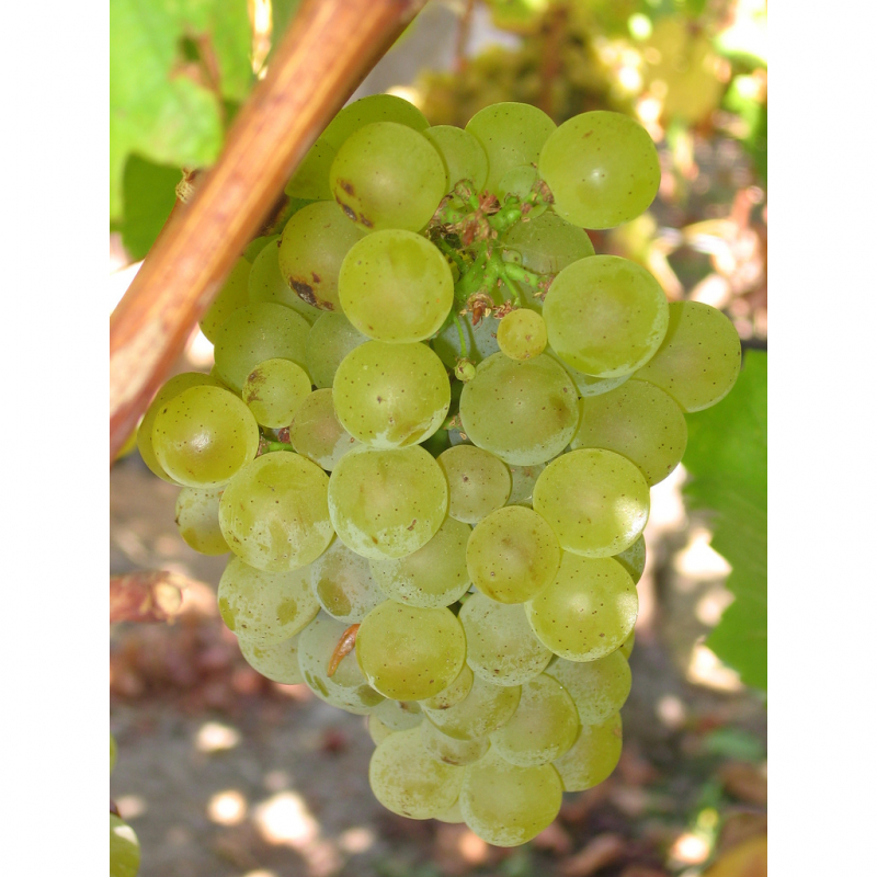 /images/2021/07/14/sauvignon_blanc_grapes-stc.jpg:~image_container_id