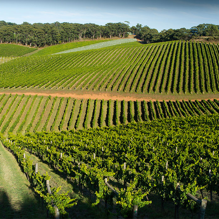 /images/2022/05/05/vineyards_lenswood-cts.jpg:~image_container_id