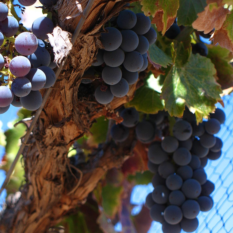 /images/2022/05/09/800px-grenache_grapes_on_vine-cts.jpg:~image_container_id